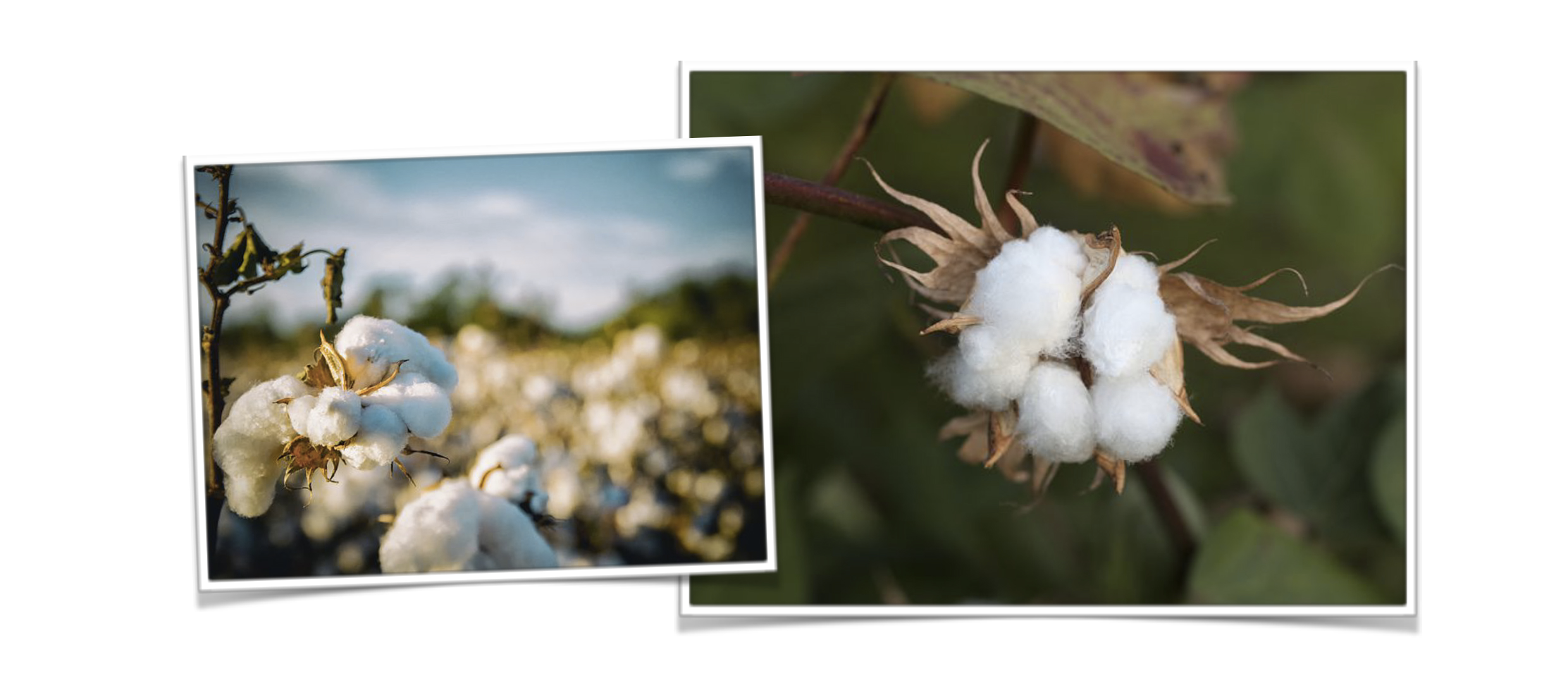 Fleurs de coton